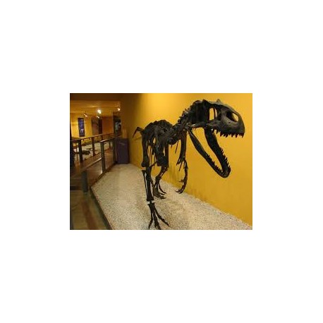 Museo de Ciencias Naturales - 2&ordm; Infantil